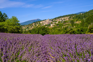 Vue sur le village Aurel en Provence, France. Champ de lavande au premier plan.	