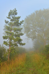 Obraz na płótnie Canvas Forest path leaving in foggy uncertainty