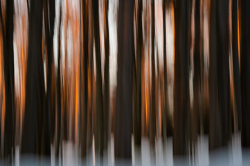 abstract winter forest at sunset - wiping effect - long exposure time