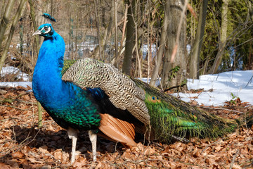 Pfau