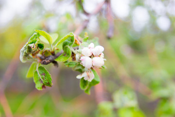 Spring flowers and Background with bokeh