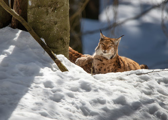 lynx in winter lying lazy under a tree in the snow - National Park Bavarian Forest - Germany