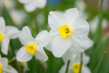 Fototapeta na wymiar Spring flowers and Background with bokeh