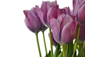 purple tulips on white background