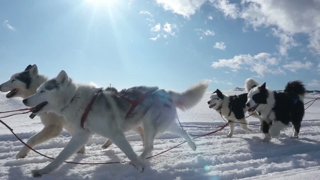 Dogs harnessed by dogs breed Husky pull sled with people, slow motion, Video loop