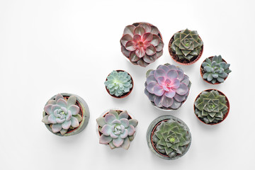Green plants, different colors succulents, in cement concrete pots stand in a row on a white background. The concept of a flower shop, gifts for women and the protection of nature.