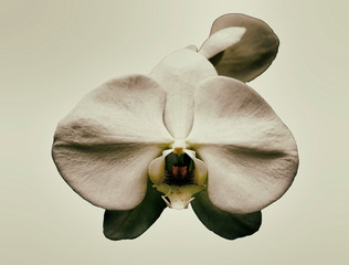 orchid on beige color