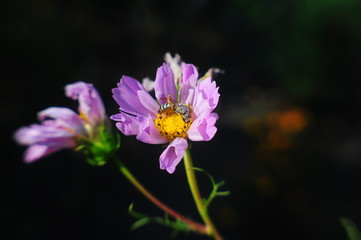 Obraz premium bee on flower