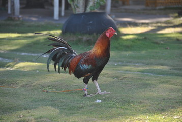 Coq d'Asie