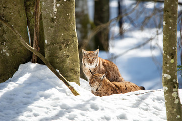 two lynxes resting in the snow in winter - National Park Bavarian Forest - Germany