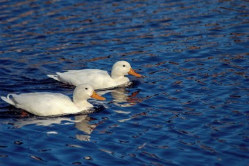 Two white ducks with orange beaks swimming in pond