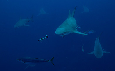 Bull Shark in Florida 