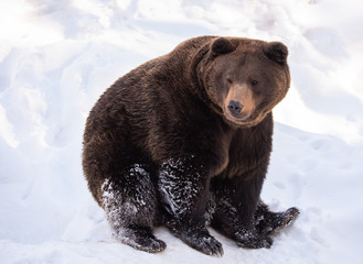 brown bear sitting in the snow in winter - National Park Bavarian Forest - Germany
