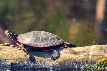 Turtle on a fallen tree log
