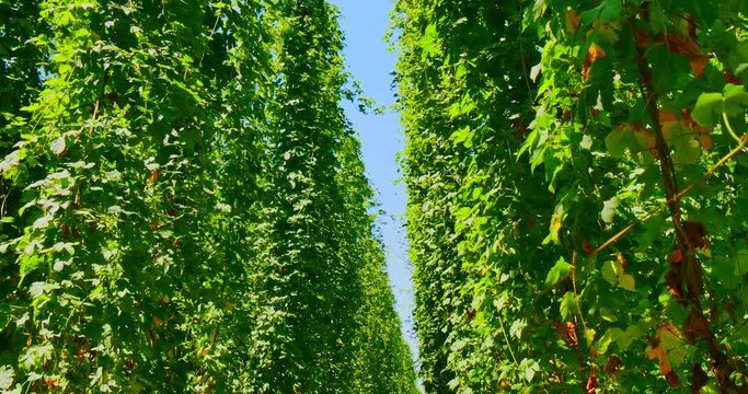 Sunshine luminating in green leaves in the hop field. Green landscape.
