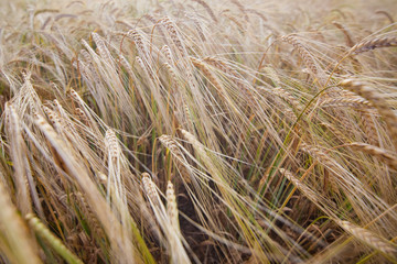 field of wheat