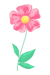 Vector illustration of beautiful pink flower. Imitation of hand drawn painting.