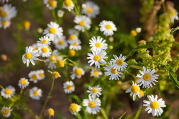 Fototapeta premium field of daisies
