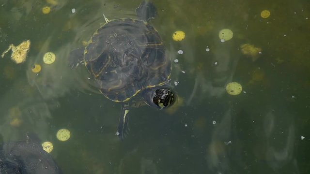 The big turtle slowly swims in a green pond.