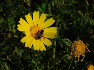 A hoverfly on a wild yellow, marguerite daisy or argyranthemum frutescens, in Attica, Greece