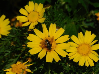A tachinid fly on a wild yellow, marguerite daisy or argyranthemum frutescens, in Attica, Greece