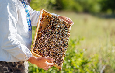 Beekeeper holds a frame with larvae of bees in his hands on the natural background. Man holding frame full of bees crawling on a honeycomb. Apiary concept