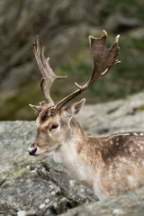 Naklejka na ściany i meble Fallow deer (dovhjort) in the forest in Slottsskogen (Djurpark) in Göteborg