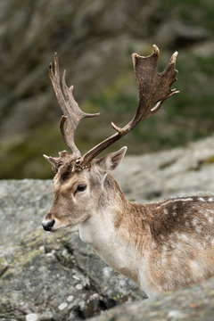 Fallow deer (dovhjort) in the forest in Slottsskogen (Djurpark) in G&ouml;teborg