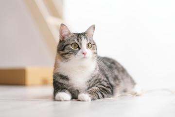 A young beautiful gray striped cat, a pet, is lying on a light floor indoors against a white wall.