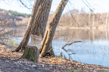 Obraz premium Bieber Fraßspuren am großen Rathsburgsee in Brandenburg