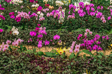 Obraz premium Beautiful orchids background