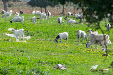 Obraz na płótnie Canvas Herd of local goats grazing in a littered meadow in the mountains. Environmental pollution concept