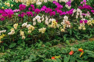 Obraz premium Beautiful orchids background