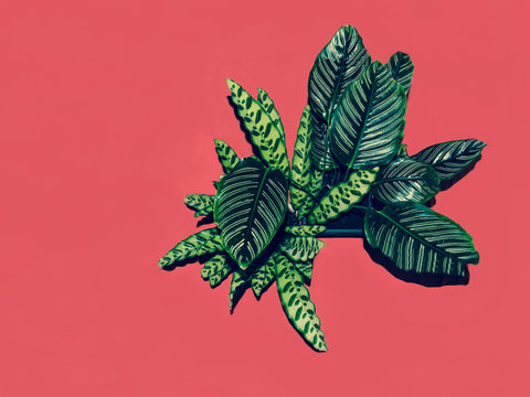 Calathea