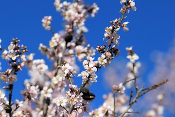 The branches of a flowering almond