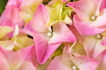 Fototapeta na wymiar Close up of hydrangea flowers