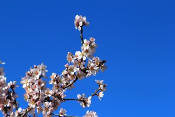 The branches of a flowering almond