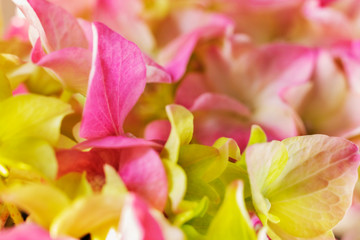 Petals of hydrangea flower