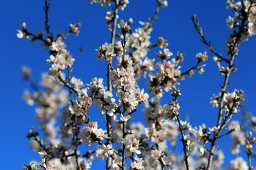 The branches of a flowering almond