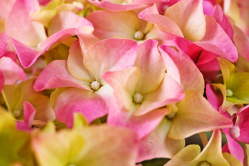 Fototapeta na wymiar Hydrangea flowers