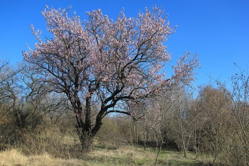 Tree of flowering almond