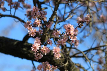 The branches of a flowering almond