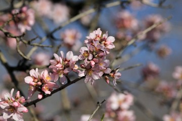 The branches of a flowering almond