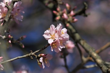 The branches of a flowering almond
