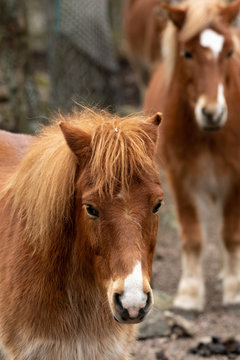 Brown pony (Ponny) with stylish hair in the forest in Slottsskogen (Djurpark) in G&ouml;teborg