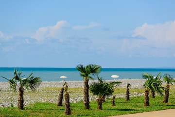 Sabal palmetto (Cabbage palmetto) on the Black Sea coast