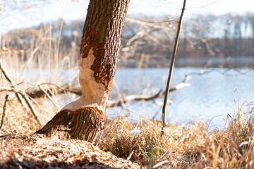 Bieber  Fraßspuren am  großen Rathsburgsee in Brandenburg