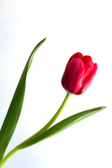 Obraz premium Red tulip isolated on white background.