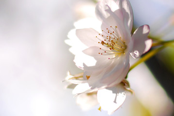 White sakura flower