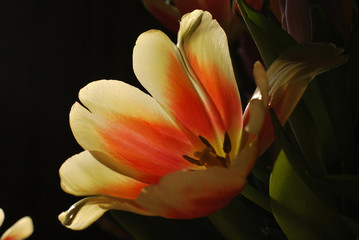 tulips on black background